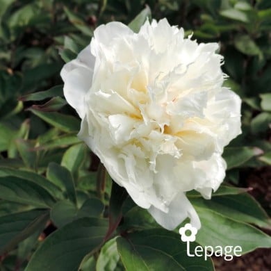 Pivoine 'Shirley Temple'