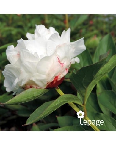 Pivoine 'Shirley Temple'
