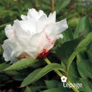 Pivoine 'Shirley Temple'