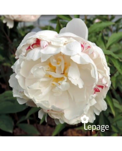 Pivoine 'Vogue'