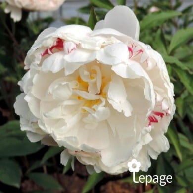 Pivoine 'Vogue'