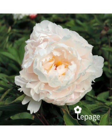 Pivoine 'Vogue'