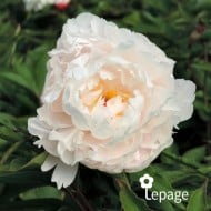 Pivoine 'Vogue'