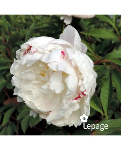 Pivoine 'Vogue'