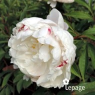 Pivoine 'Vogue'