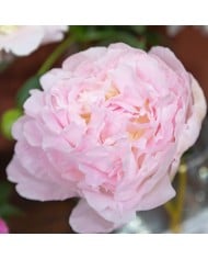 Pivoine 'Albert Crousse'