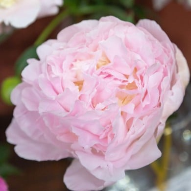 Pivoine 'Albert Crousse'