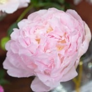 Pivoine 'Albert Crousse'