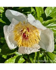 Pivoine 'Chalice'