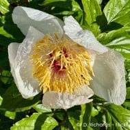 Pivoine 'Chalice'