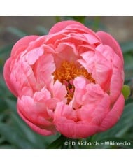 Pivoine 'Coral Charm'
