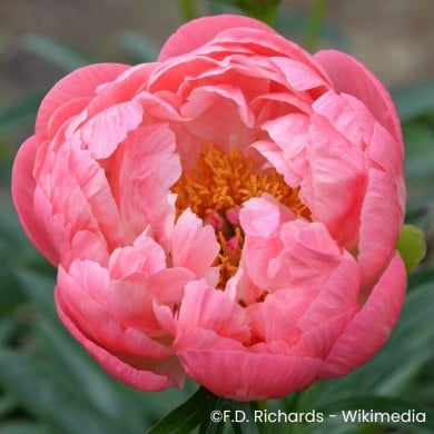 Pivoine 'Coral Charm'