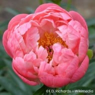 Pivoine 'Coral Charm'