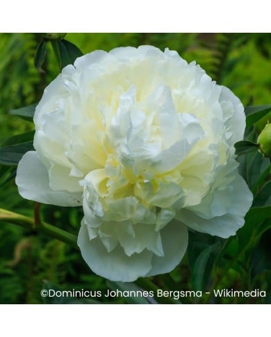 Pivoine ‘Duchesse de Nemours’