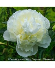 Pivoine ‘Duchesse de Nemours’
