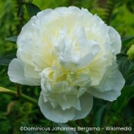 Pivoine ‘Duchesse de Nemours’