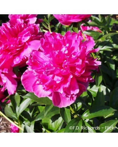 Pivoine 'Felix Crousse'