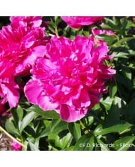 Pivoine 'Felix Crousse'