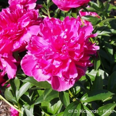 Pivoine 'Felix Crousse'