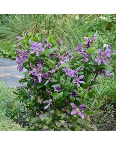 Clématite SAPHYRA® Estrella 'Cleminov27'