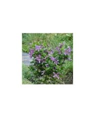 Clématite SAPHYRA® Estrella 'Cleminov27'