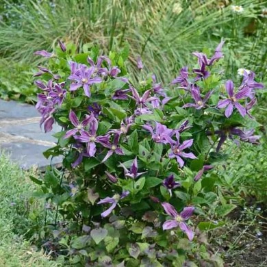 Clématite SAPHYRA® Estrella 'Cleminov27'