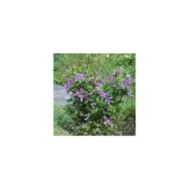 Clématite SAPHYRA® Estrella 'Cleminov27'
