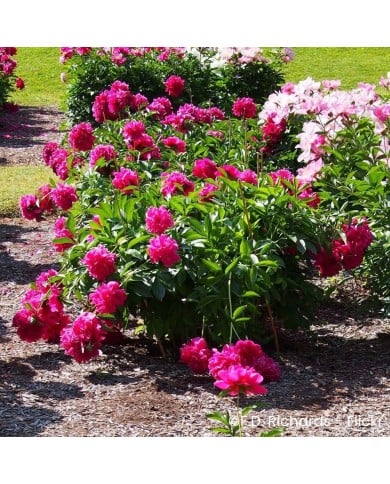Pivoine 'Felix Crousse'