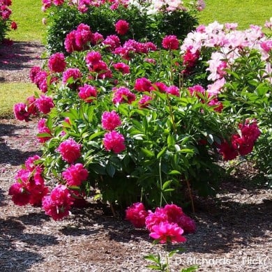 Pivoine 'Felix Crousse'