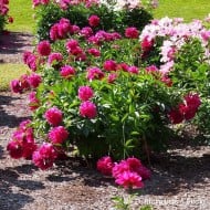 Pivoine 'Felix Crousse'