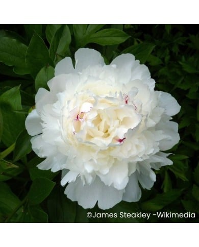 Pivoine 'Festiva Maxima'