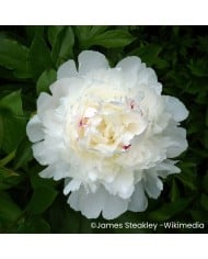 Pivoine 'Festiva Maxima'