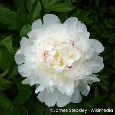 Pivoine 'Festiva Maxima'