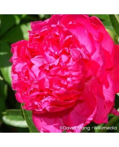 Pivoine 'Felix Supreme'