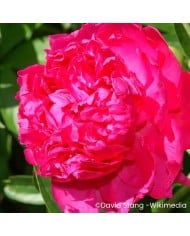 Pivoine 'Felix Supreme'