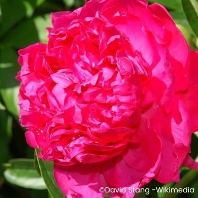 Pivoine 'Felix Supreme'