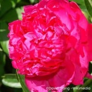 Pivoine 'Felix Supreme'