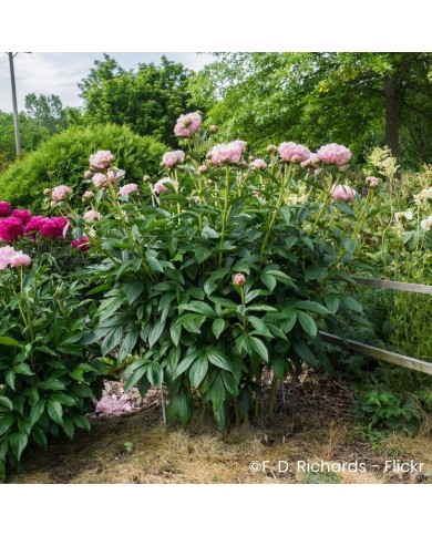 Pivoine 'Sarah Bernhardt'