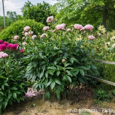Pivoine 'Sarah Bernhardt'