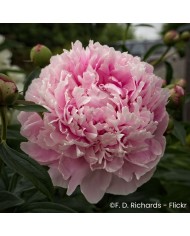 Pivoine 'Sarah Bernhardt'