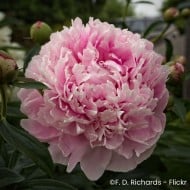Pivoine 'Sarah Bernhardt'