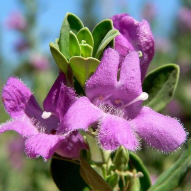 Sauge du Désert - Leucophyllum 'Green Globe'