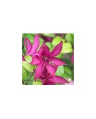 Clématite Saphyra® Nancy 'Cleminov15'