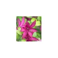 Clématite Saphyra® Nancy 'Cleminov15'