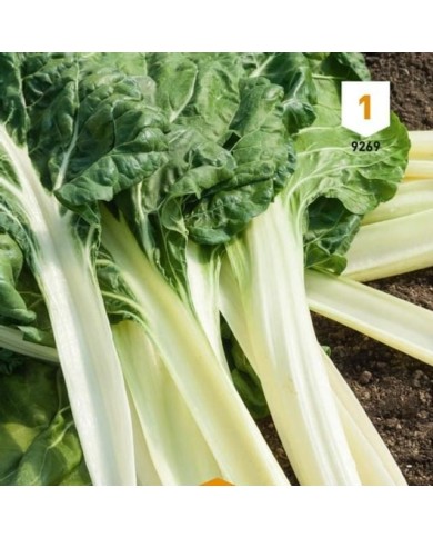 Kit de graines - Mon premier potager