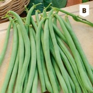 Kit de graines - Mon premier potager