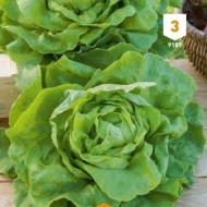 Kit de graines - Mon premier potager