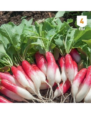 Kit de graines - Mon premier potager