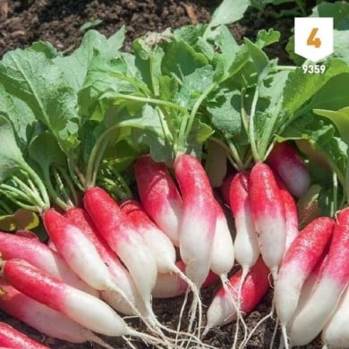 Kit de graines - Mon premier potager