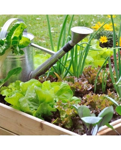 Kit de graines - Mon premier potager